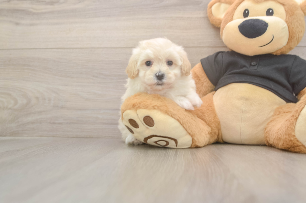5 week old Maltipoo Puppy For Sale - Premier Pups