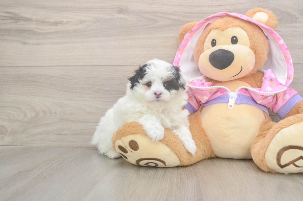 5 week old Maltipoo Puppy For Sale - Premier Pups