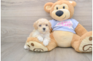 Petite Maltipoo Poodle Mix Pup