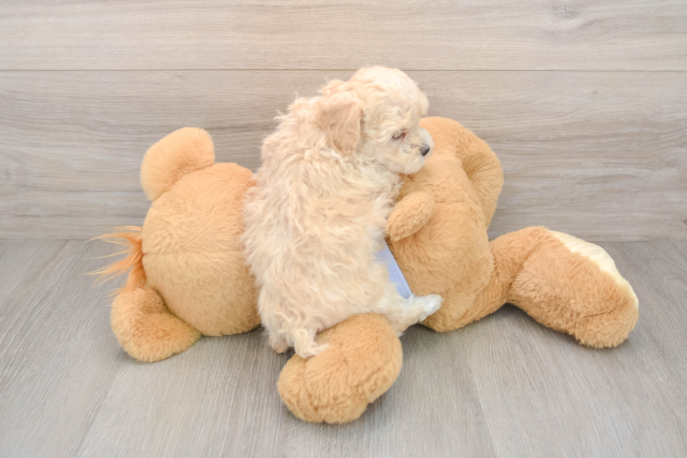 Playful Maltepoo Poodle Mix Puppy