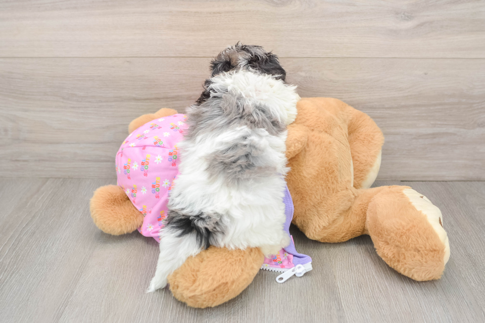 Playful Moodle Poodle Mix Puppy