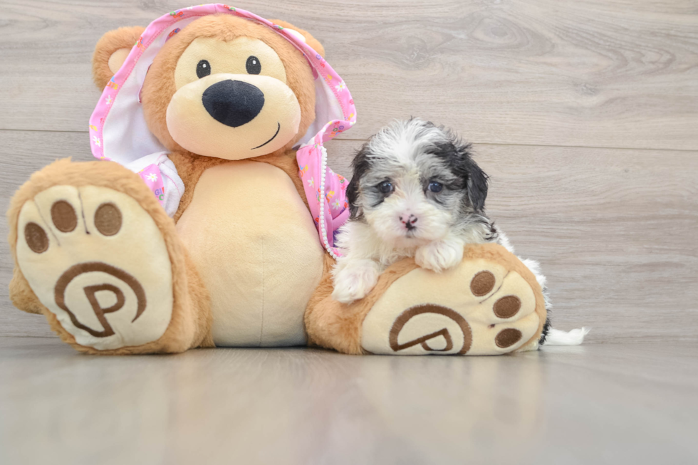 Friendly Maltipoo Baby