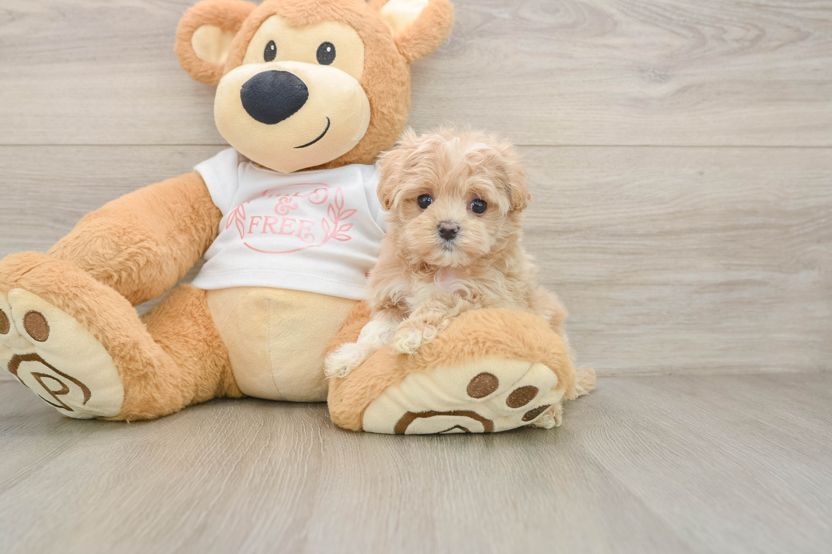 Maltipoo Puppy for Adoption