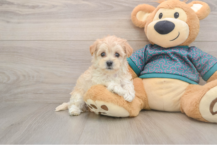 Hypoallergenic Moodle Poodle Mix Puppy