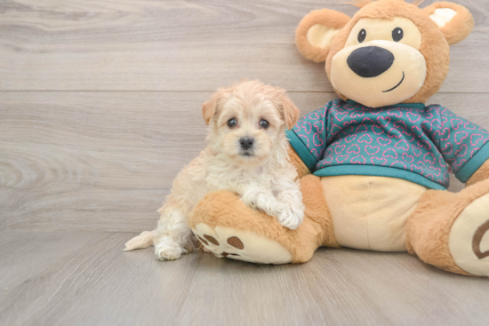 Hypoallergenic Moodle Poodle Mix Puppy