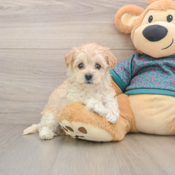 Hypoallergenic Moodle Poodle Mix Puppy