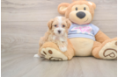 Popular Maltipoo Poodle Mix Pup