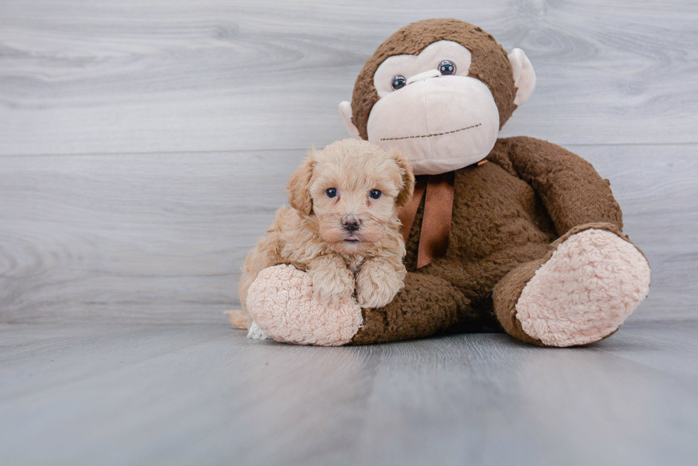 Friendly Maltipoo Baby