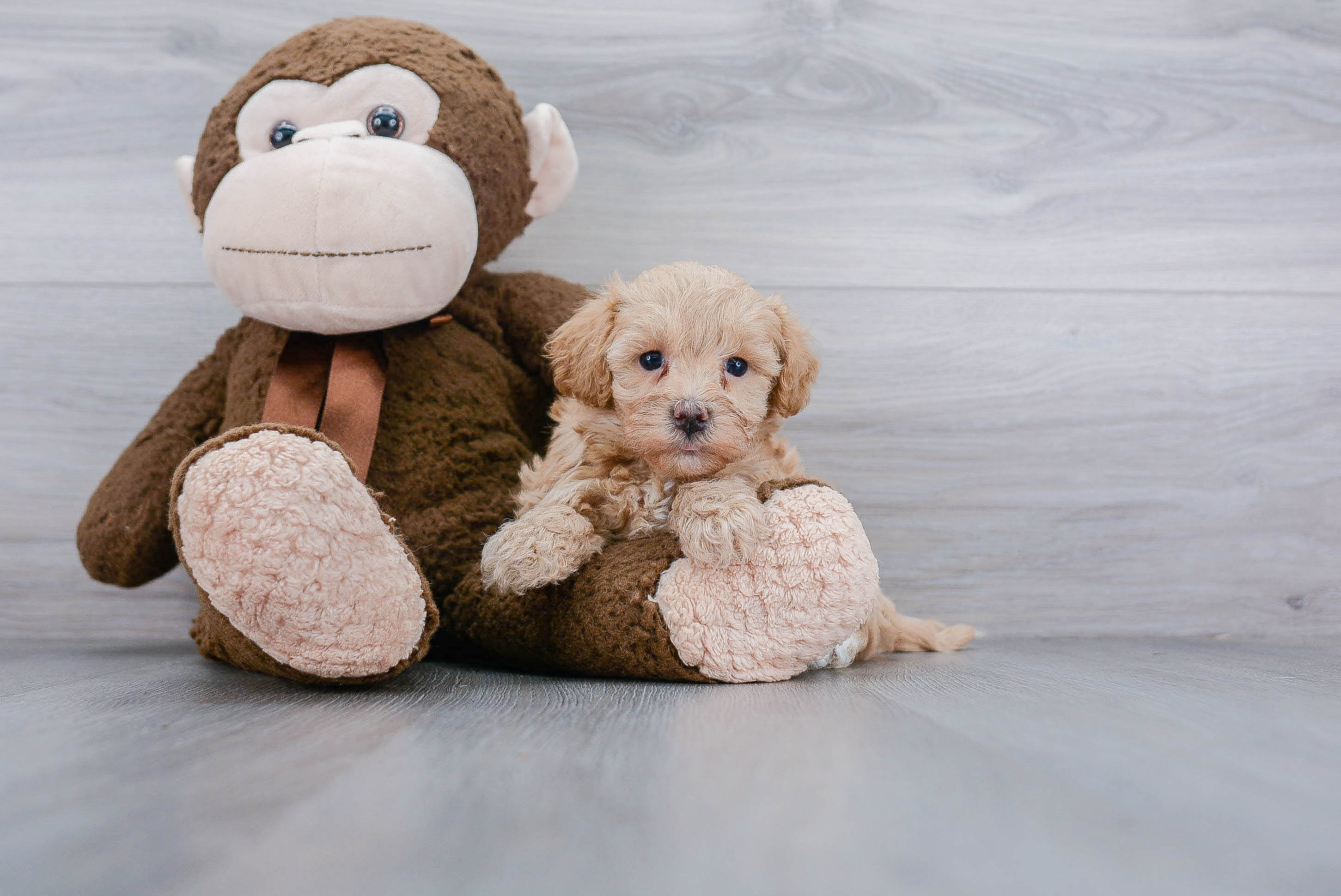 Maltipoo Pup Being Cute