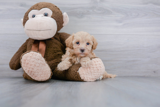 Maltipoo Pup Being Cute