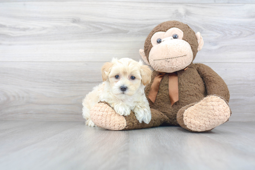 Sweet Maltipoo Baby