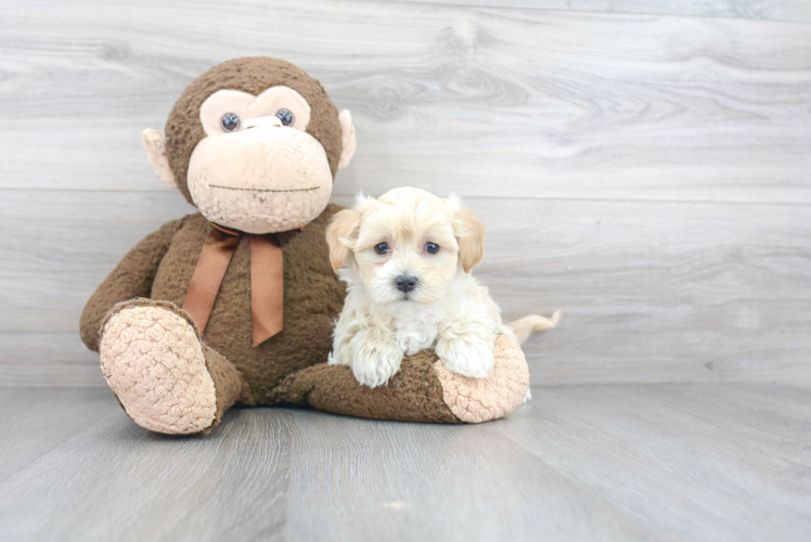 Best Maltipoo Baby