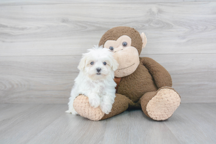 Friendly Maltipoo Baby