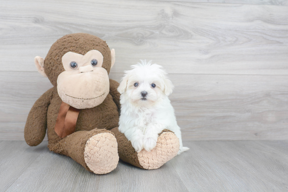 Friendly Maltipoo Baby