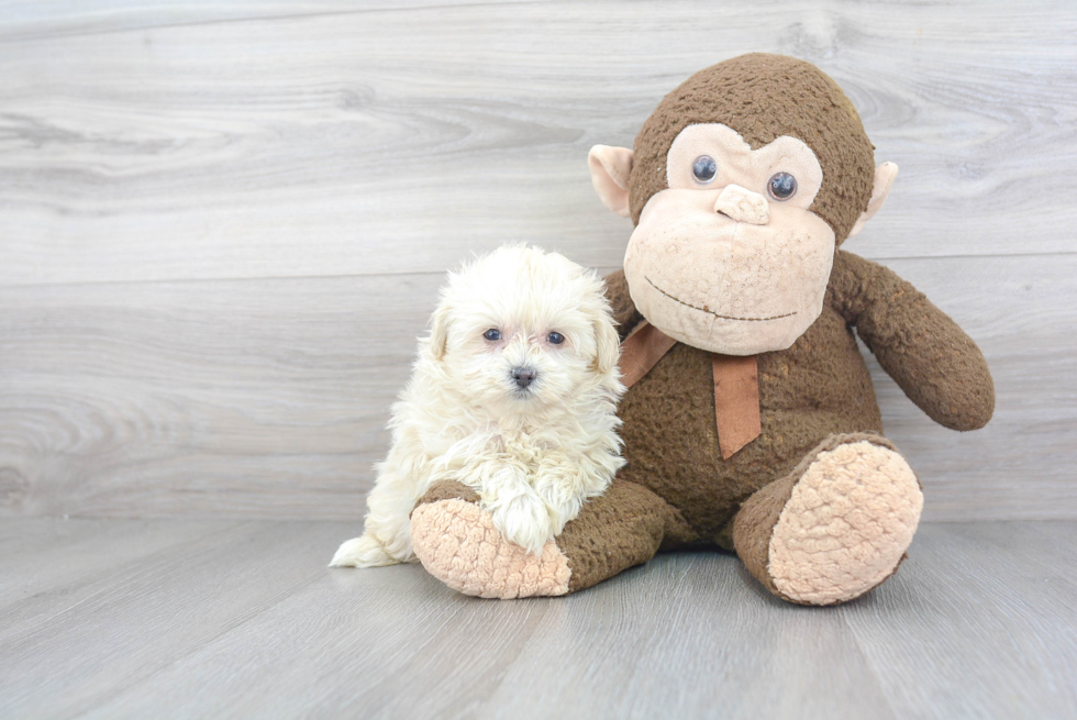 Fluffy Maltipoo Poodle Mix Pup