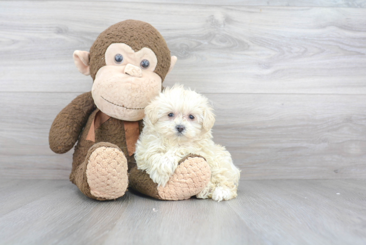 Little Maltepoo Poodle Mix Puppy