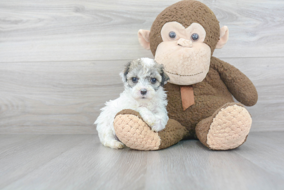 Funny Maltipoo Poodle Mix Pup