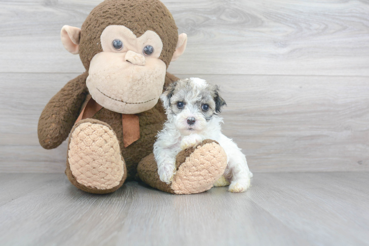 Maltipoo Puppy for Adoption