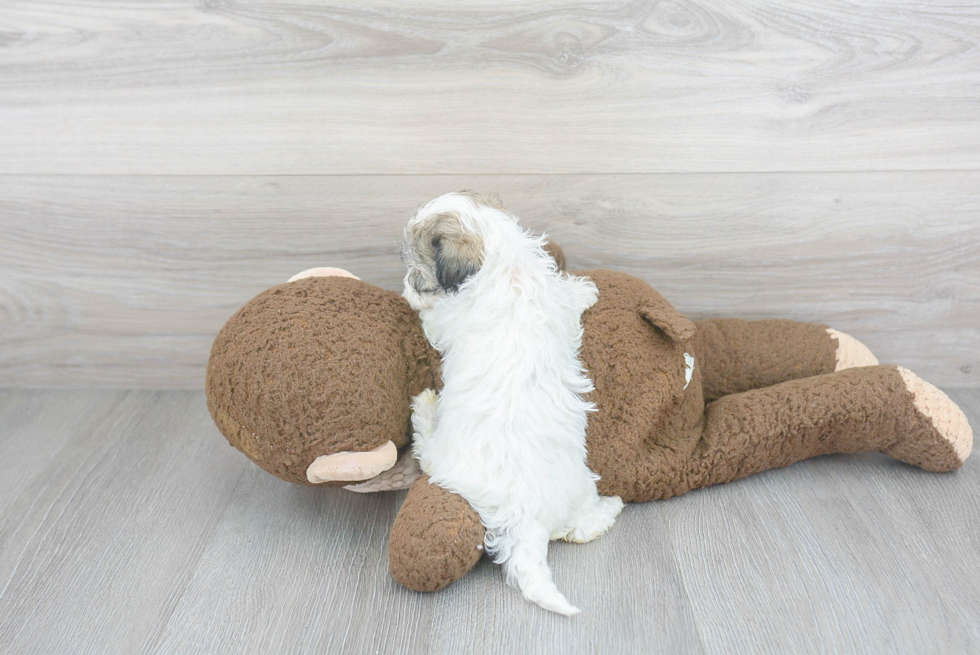 Fluffy Maltipoo Poodle Mix Pup