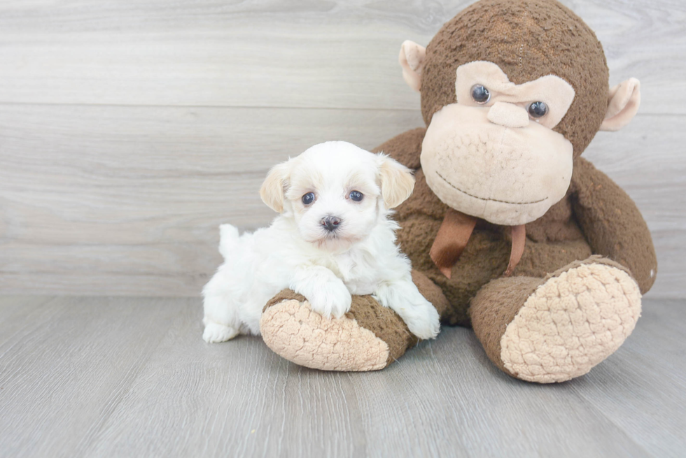 Maltipoo Puppy for Adoption