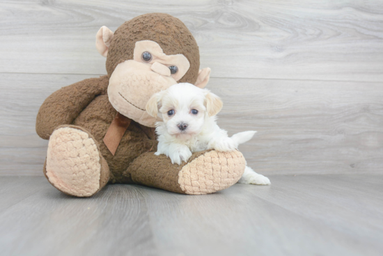 Friendly Maltipoo Baby