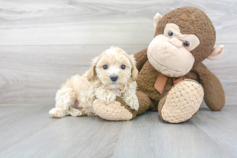 Sweet Maltipoo Baby