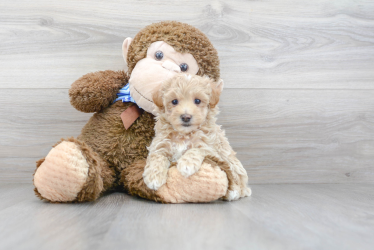 Maltipoo Puppy for Adoption