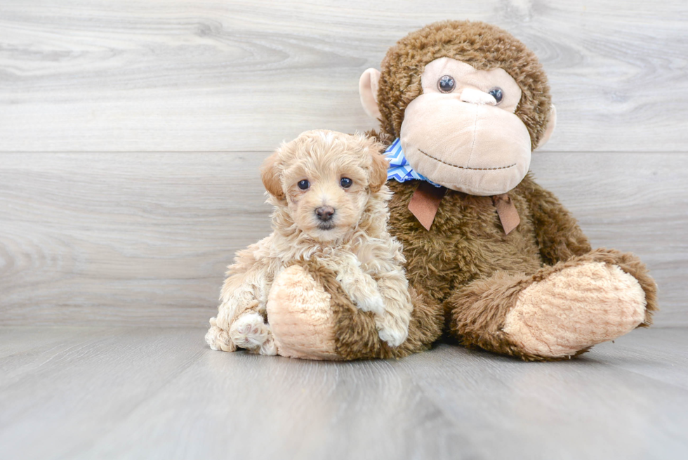 Happy Maltipoo Baby