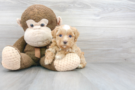 Sweet Maltipoo Baby