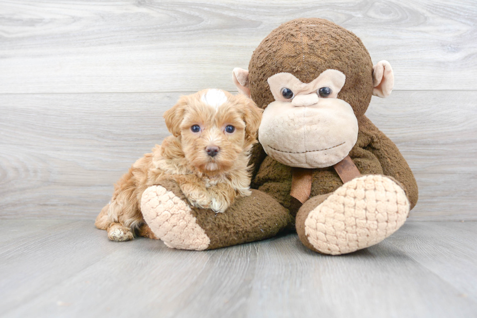 Adorable Maltepoo Poodle Mix Puppy