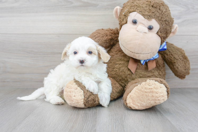 Maltipoo Puppy for Adoption