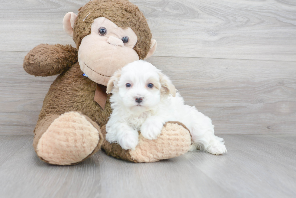 Maltipoo Pup Being Cute