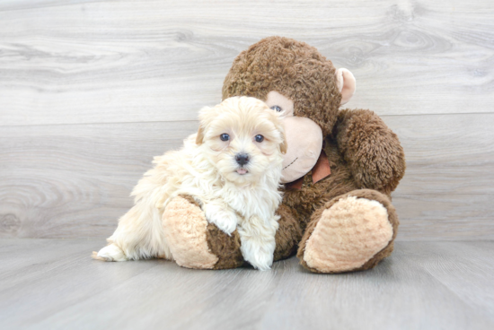 Petite Maltipoo Poodle Mix Pup