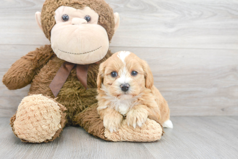 Best Maltipoo Baby