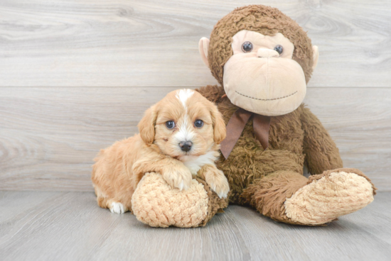 Best Maltipoo Baby