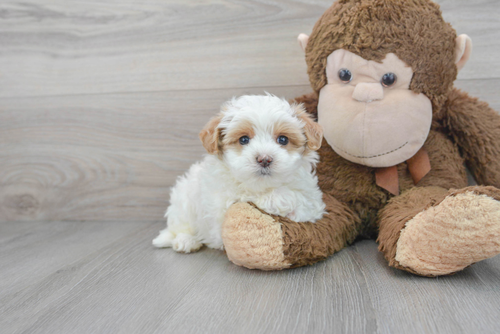 Maltipoo Pup Being Cute