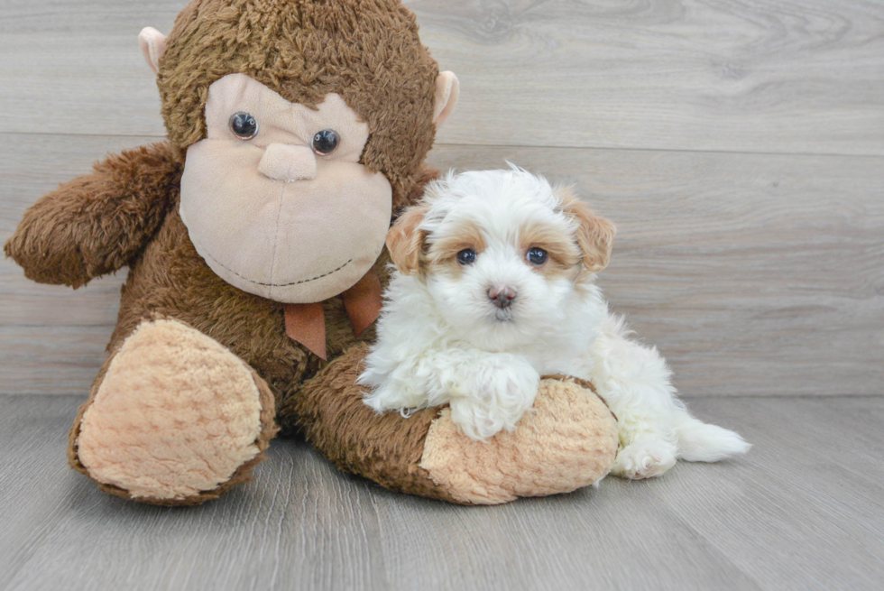 Maltipoo Puppy for Adoption