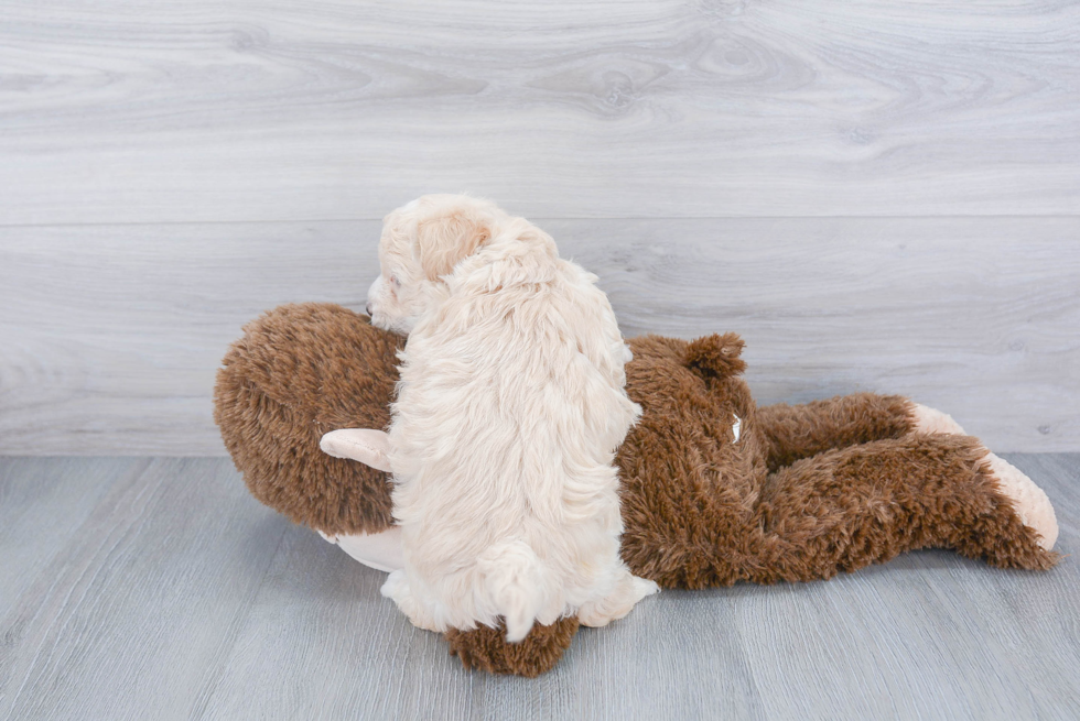 Funny Maltipoo Poodle Mix Pup