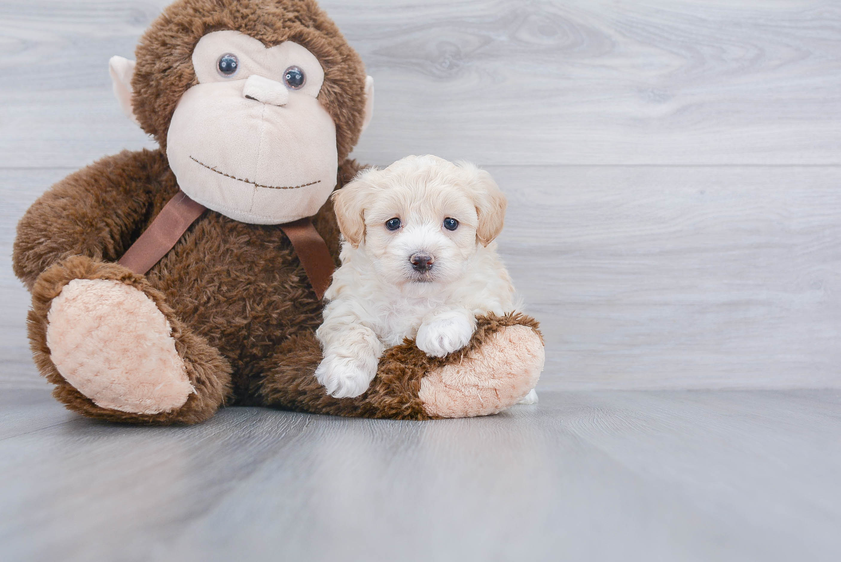 Maltipoo Puppy for Adoption