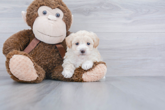 Maltipoo Puppy for Adoption