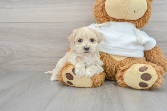 Energetic Maltese Poodle Poodle Mix Puppy