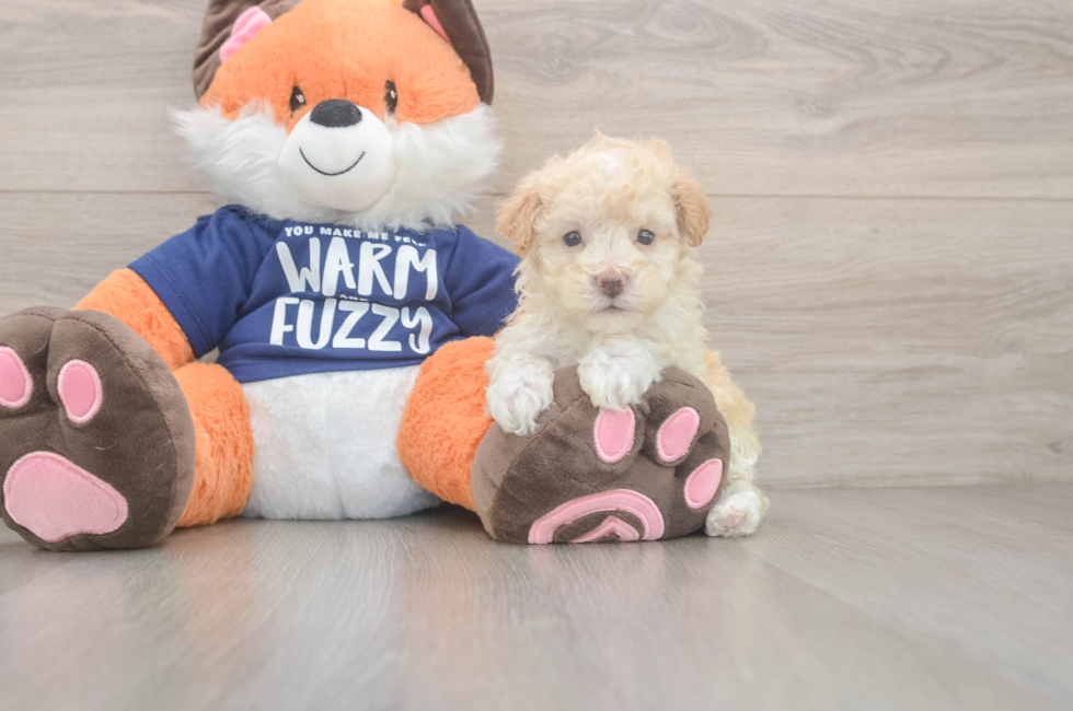 6 week old Maltipoo Puppy For Sale - Premier Pups