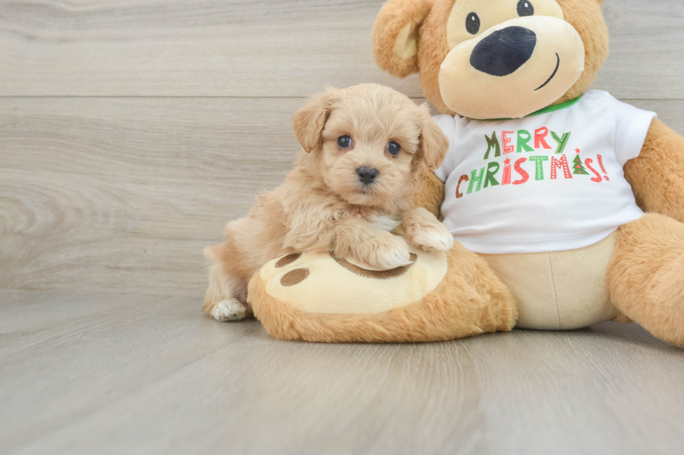 Maltipoo Pup Being Cute