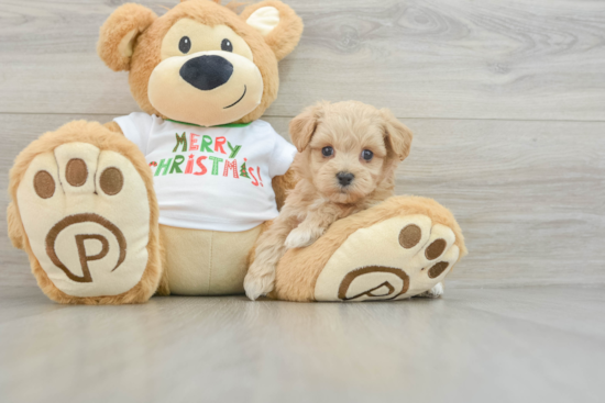 Maltipoo Puppy for Adoption