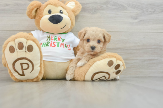 Maltipoo Puppy for Adoption