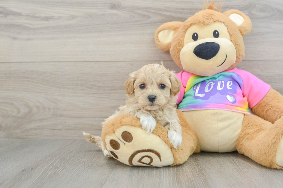 6 week old Maltipoo Puppy For Sale - Premier Pups