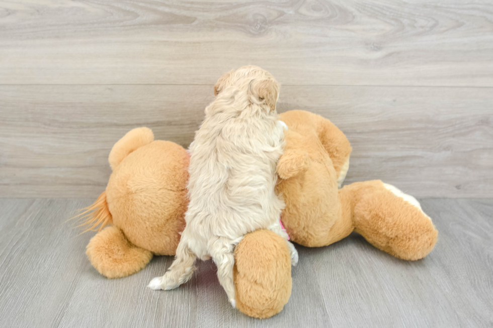 Friendly Maltipoo Baby