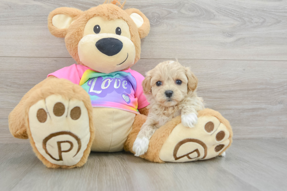 Funny Maltipoo Poodle Mix Pup