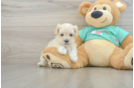 Maltipoo Puppy for Adoption