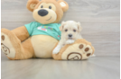 Maltipoo Pup Being Cute